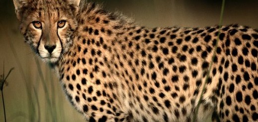 cheetah_492_600x450
